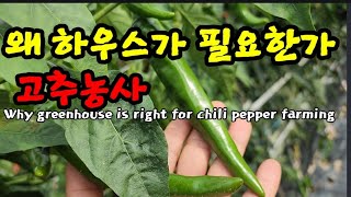 왜 고추농사에 비닐하우스가 필요한가 Why greenhouse is right for chili pepper…