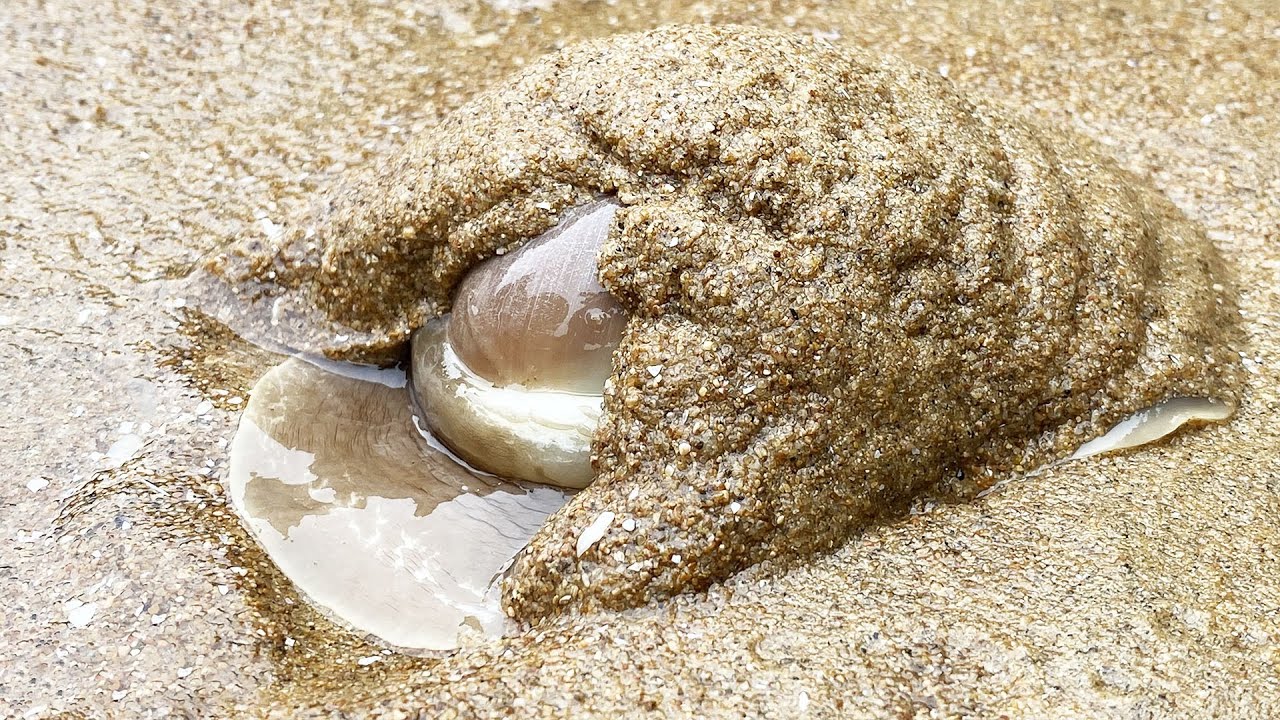 【English sub】小章赶海爬沙的猫眼螺很多，走一路捡一路。还捉到七星鳗鱼！【赶海小章】