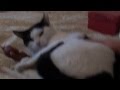 Мягкий, добрый и пушистый кот Карбоша в добрые руки 