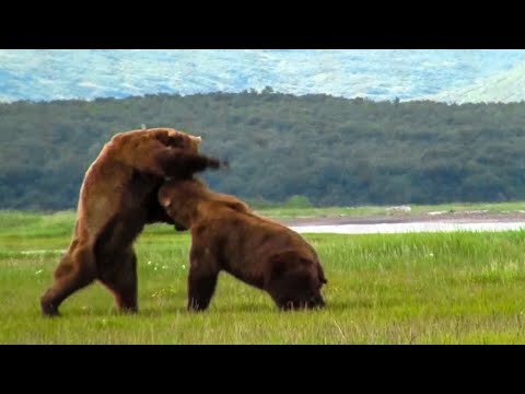 15 epische Schlachten mit unglaublich mächtigen wilden Bestien!