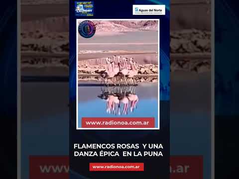 Danza de flamencos en la Puna