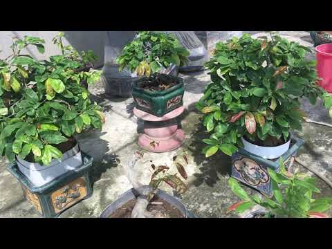 Có nên bón phân tạo nụ qua lá ở miền Bắc giai đoạn từ tháng 6 al đến hết tháng 7 al