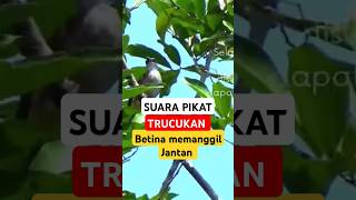 Download lagu suara pikat trucukan betina memanggil jantan #pikattrucukan #trucukanpikat #trucukangacor  #trucukan mp3