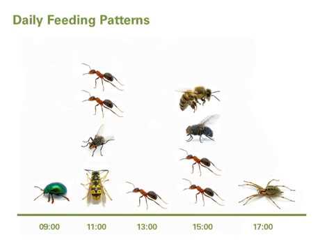 Dr. Erica Wheeler - Introduction and Dr. Gavin Hanke - Common Wall Lizards