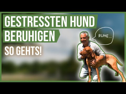 SO beruhigst DU deinen gestressten und aufgedrehten Hund! 🤗