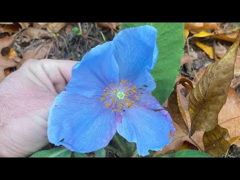 Blue Poppies And How To Care For Them