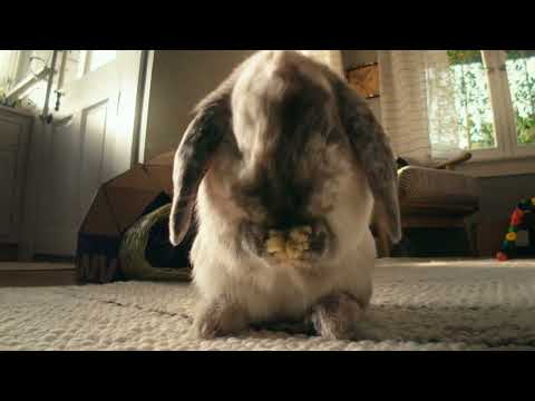 Chewy Chatty Pets: Lenny and Leroy | Fast Free Shipping