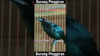 Download lagu Cucak keling gacor teler full isian tembakan tajam #Shorts mp3 Download lagu Cucak keling gacor teler full isian tembakan tajam #Shorts mp3