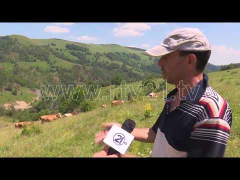Hapet ferma e lopëve në fshatin e pabanuar-17.07.2016