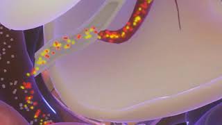 Digestive System Overview   Merck Manual Consumer Version360p