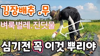 김장배추.무 심기전 꼭 이것 뿌려야 ^^  벼룩벌레.진딧물 확실한 퇴치법