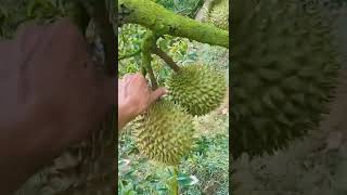 Harvesting durian fruit at farm.