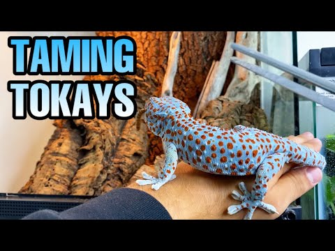 FEEDING MY TOKAY GECKOS | TAMING TOKAYS