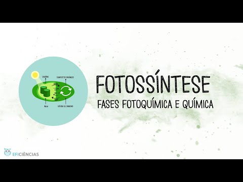 Photosynthesis: Photochemical and Chemical Phase - Biology and Geology 10th grade