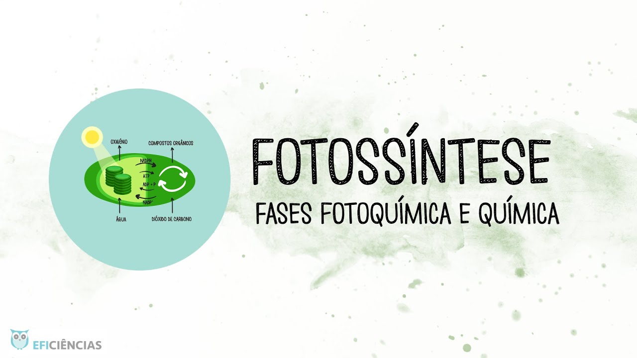 Photosynthesis: Photochemical and Chemical Phase - Biology and Geology 10th grade