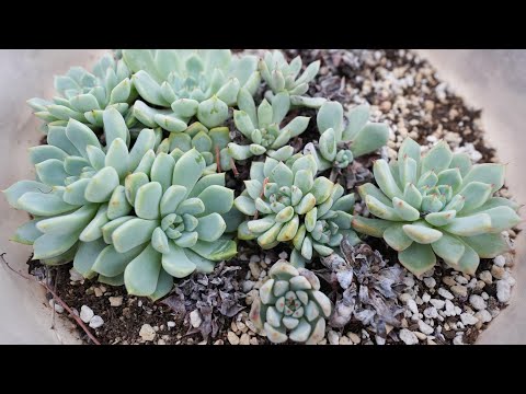 この春、多肉植物の植え替えはいつ頃できるでしょうか？植え替えを成功させるための重要なステップ  庭園