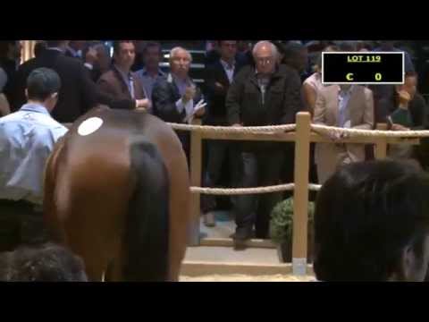 ARQANA - August Sales 2015 - TOP PRICE Day 2 - Lot 119