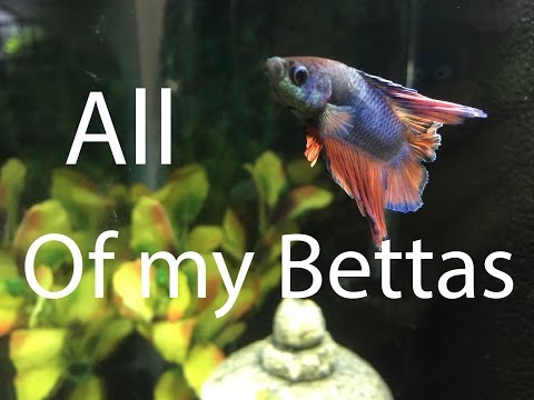 All of my Betta fish and Tanks