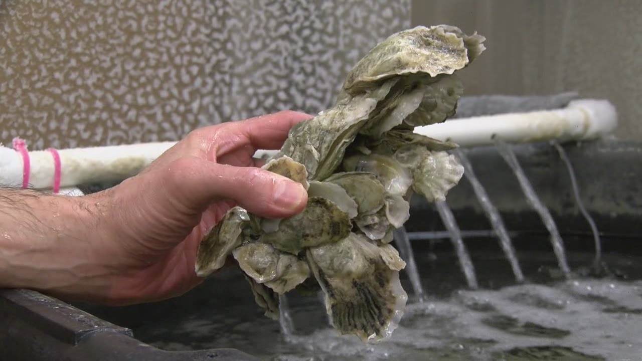 Purdue chemist developing underwater adhesive