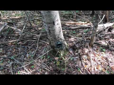 N Y State University is responsible for Lynx in the Adirondacks-show you where to put camera.