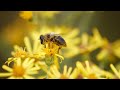 Macro With A Long Lens