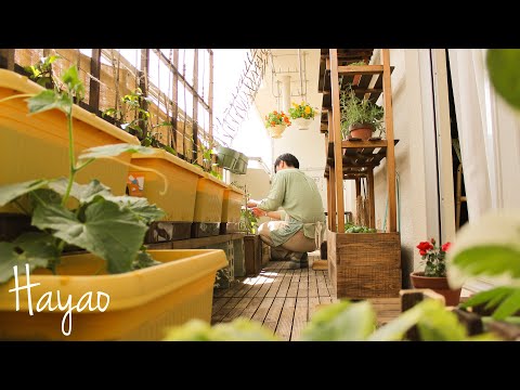 長いバルコニーのレイアウト 2022: 外観を飾るために Web から収集した最高のアイデア  庭園