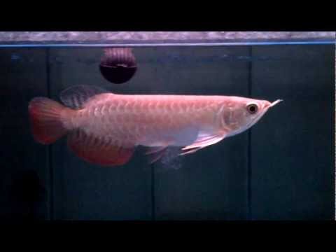 VID-20120525-00071.3GP