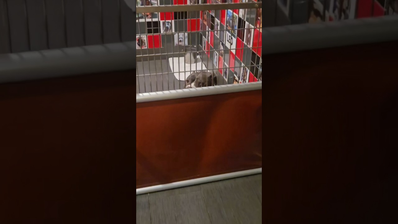 Enlarge Lizzo, an adoptable American Staffordshire Terrier in Phoenix, AZ video 6/6
