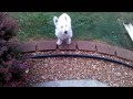 June 29 2012 Barney Going To The Mailbox