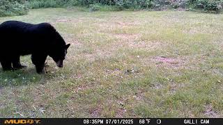 Resident Black Bear 4