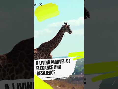 "Graceful Giants: A Close Encounter with Majestic Giraffes in the Wild!" #GiraffeAdmiration #giraffe