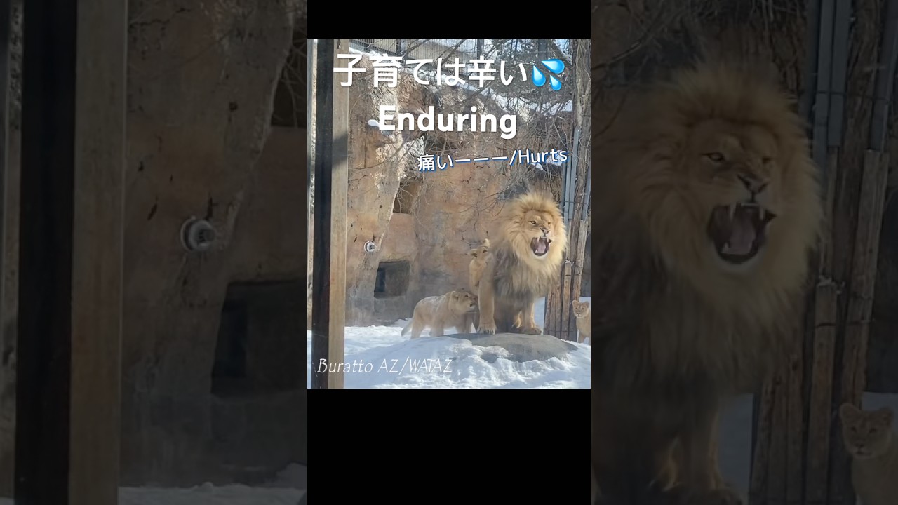 妻強し🥵wife is strong ＃ライオン #オリトイオイトフウレイ #ファミリー  #赤ちゃん  #lion #cute #animal  #cubs