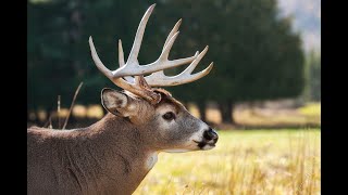 How to call in a whitetail buck in rut (free estrus bleat) connect to speaker for best results