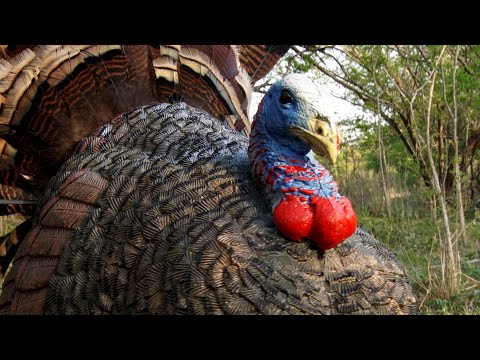 The Benefit of Hunting With Turkey Decoys