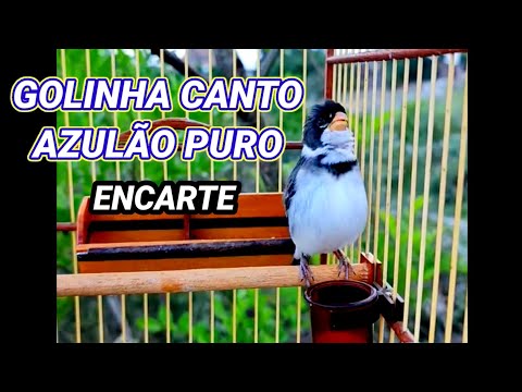 GOLINHA CANTANDO AZULÃO PURO #ENCARTE