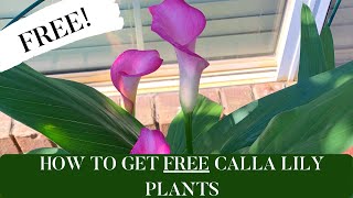 How To Get FREE Calla Lily Plants