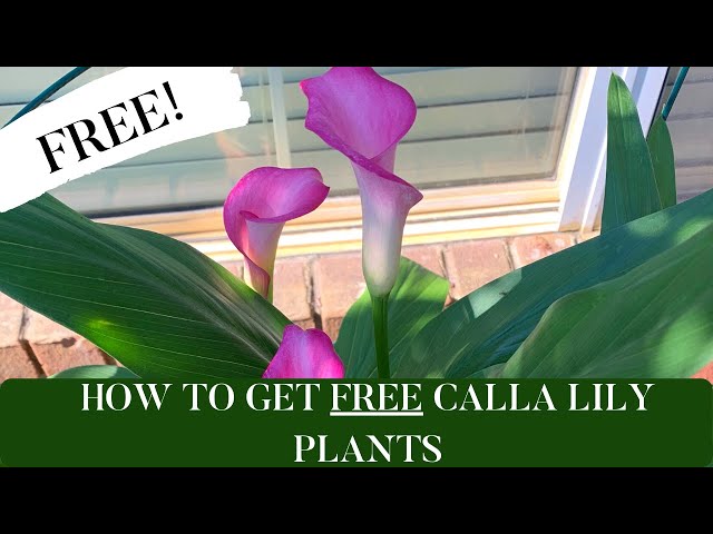 הגיית וידאו של calla lily בשנת אנגלית