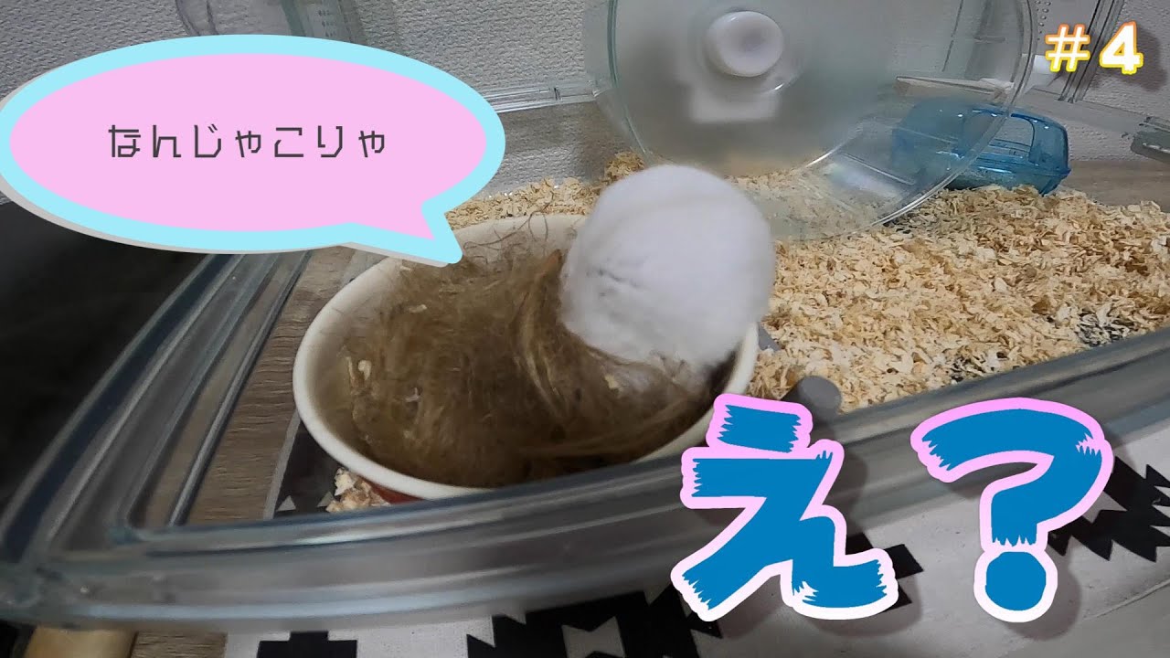 ハムスターに100円で寝床作ったらショックなことが起きた【100均で作るハムスターの家】