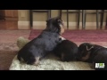 Yorkshire Terrier - Cachorros Yorkshire Terrier