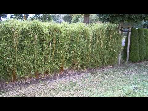 Bambus,Bambushecken,Freiland,Sichtschutz,Solitär