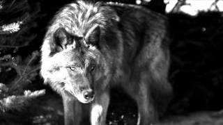 George Winston Night Part 1. Snow, Night Part 2. Midnight Night Part 3.Mistrels  - 1982