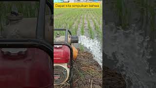 Download lagu Gas-powered water pump for rice field irrigation, save up to 40% in costs. mp3 Download lagu Gas-powered water pump for rice field irrigation, save up to 40% in costs. mp3