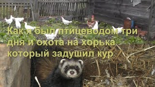 Как охотится хорек на кур
