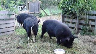 preview picture of video 'Kunekune pigs eating their tea'