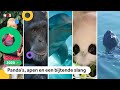 Dit vonden jullie het dieren-nieuws van 2020