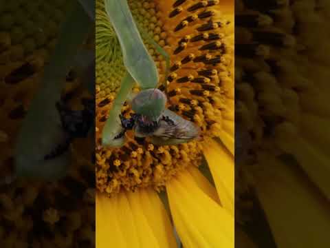 Praying Mantis eats Bee #insects #bees #pollinators #mantis