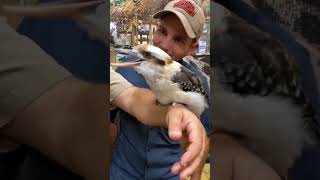 Download lagu kookaburra bird laughing voice sound|kookaburra bird voice like laughing #kookaburra mp3 Download lagu kookaburra bird laughing voice sound|kookaburra bird voice like laughing #kookaburra mp3
