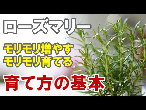 ローズマリーの越冬のヒント 植物