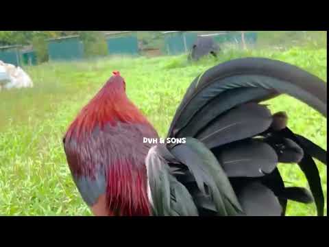 TOL DANTE HINLO and his Famous Breeds: DVH BLACK & DVH DAN GRAY ROUNDHEAD… 🐓