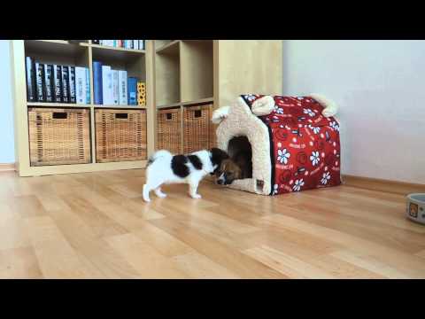 Strejda Česík to nemá jednoduché